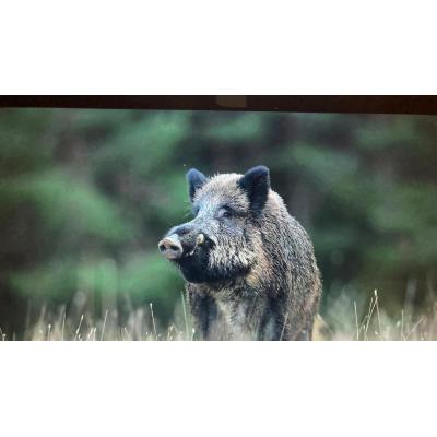 Herido un cazador embestido por un jabalí al que disparó en Abella de la Conca (Lleida)
