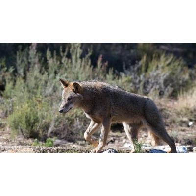 Bruselas desaprueba la caza del lobo cuando ponga en riesgo la conservación de la especie