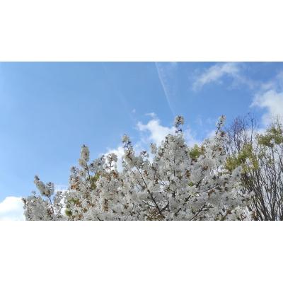 Fotos de la primavera de los lectores