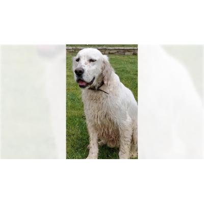 Se busca a Ori, un setter inglés perdido el domingo en Villamayor de Monjardín