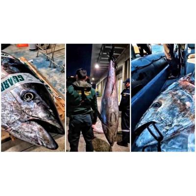 Incautan un atún rojo de 183 kilos a un vecino de Navarra con 25 antecedentes por caza y pesca furtiva