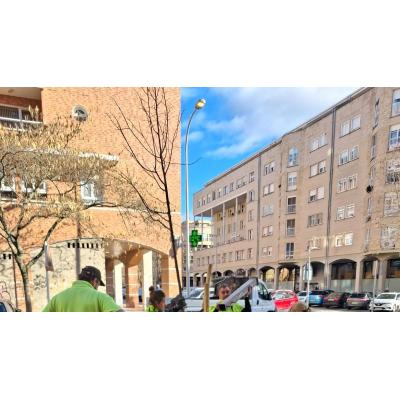 Burlada crea un corredor verde con 16 árboles en la calle Ronda de las Ventas