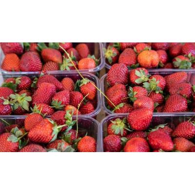 Los fascinantes viajes de ida y vuelta de las fresas de Huelva