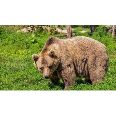 Francia detecta el aumento de osos en los Pirineos