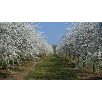 Funes se prepara para vivir una de sus jornadas más especiales entre flores y pacharán