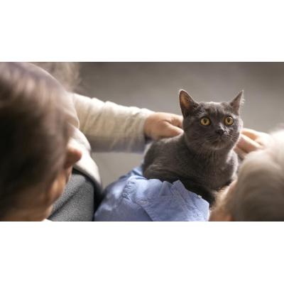 El cambio de hora también descoloca a perros y gatos: así influye en sus rutinas
