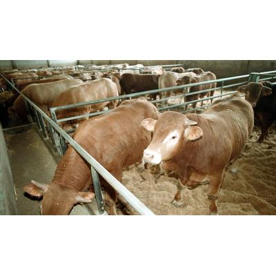 La segunda vacunación del ganado bovino de Navarra se prevé iniciar la próxima semana