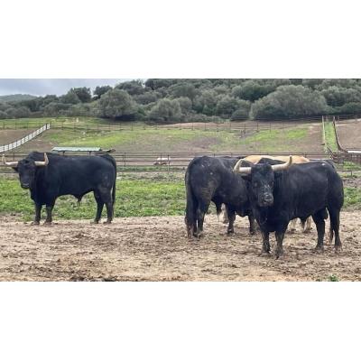Fuente Ymbro: un clásico de primera