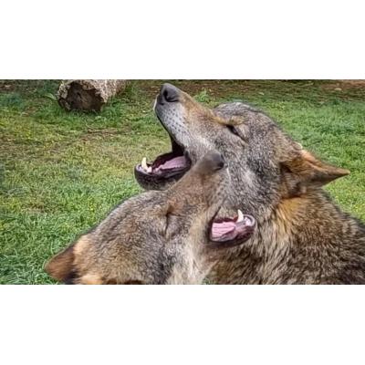 Raksha, la loba navarra que se han llevado a Jerez de la Frontera y que puede ser clave para conservar la especie