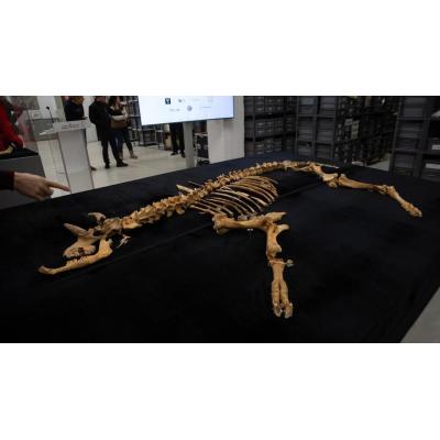 El bisonte de Arracela respalda el trabajo de investigación arqueológica de Navarra