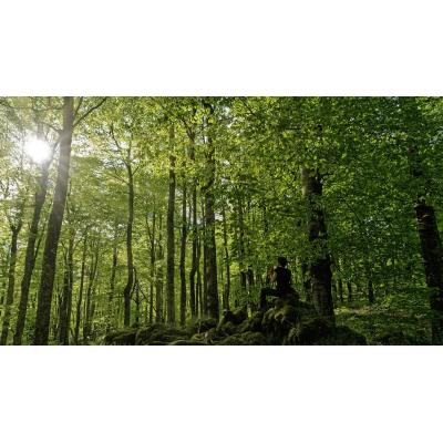 Tras un inicio de Semana Santa gris, el sábado explotará la primavera en Navarra