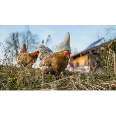 Levantan el confinamiento a las gallinas en Navarra pero 12 zonas siguen en alerta por riesgo de gripe aviar