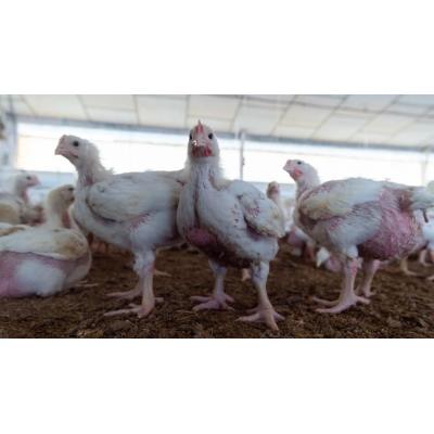 Acaba el confinamiento de aves de corral en Navarra, con excepciones
