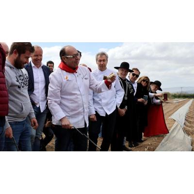 Arranca con timidez en Azagra la campaña del espárrago de Navarra