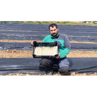 El agricultor de Navarra que arrasa con su espárrago fresco: “La calidad este año es extraordinaria”