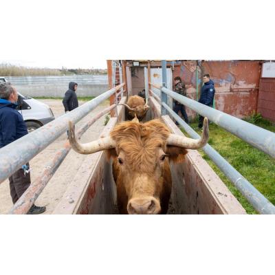 Fotos: Así se vacuna a las reses bravas contra la dermatosis en Navarra