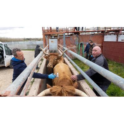 Así se vacuna a las reses bravas contra la dermatosis en Navarra