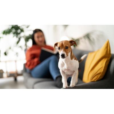 ¿Tu perro está de moda? Estas son las razas más populares del momento