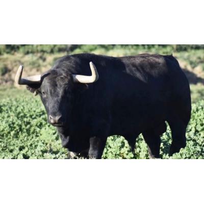Un 4 de abril muy especial, sin misa de la escalera de San Fermín pero con toro de La Palmosilla