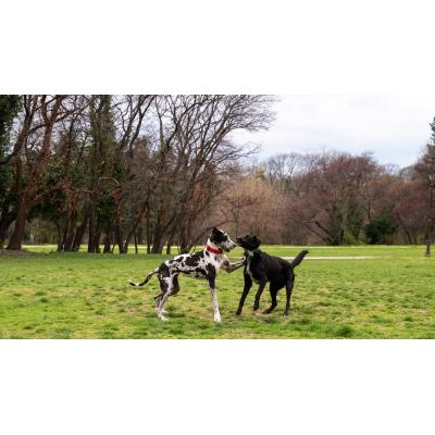 Los perros también tienen enfermedades raras