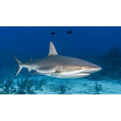 Un estudio sobre tiburones analizará cómo tratar enfermedades como la leucemia