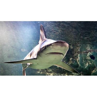 Un estudio sobre tiburones analizará cómo tratar enfermedades sanguíneas como la leucemia