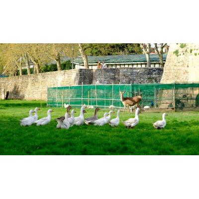 El parque de la Taconera recupera sus estanques y sus aves tras el fin del riesgo de gripe aviar