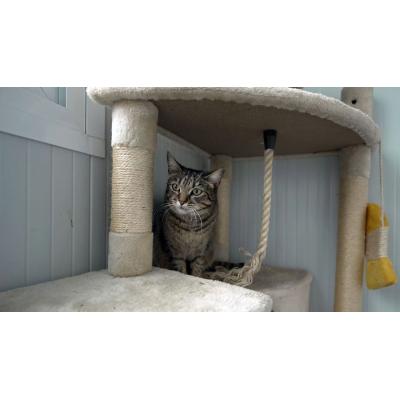 14 gatos y 13 perros esperan ser adoptados en el Centro de Atención a Animales del Ayuntamiento de Pamplona