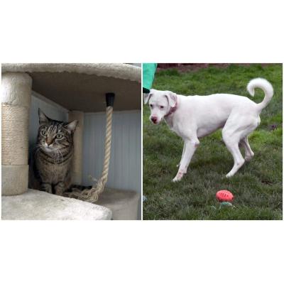 Buscan familia en Pamplona: 14 gatos y 13 perros esperan una segunda oportunidad en el lazareto