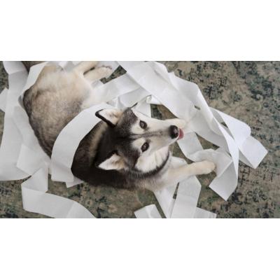 ¿Está estresado tu perro o gato? 5 pasos para identificar el malestar emocional en tu mascota y ayudarlo