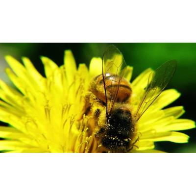 Qué significa que haya abejas en tu jardín