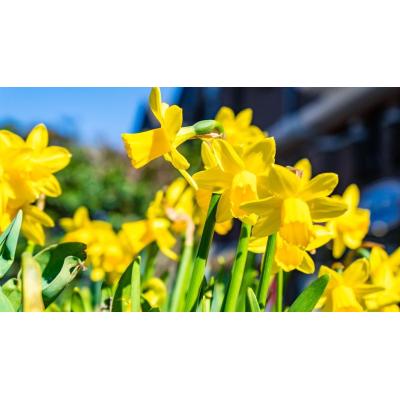 La flor fácil de cuidar ideal para incluir en tu terraza o jardín esta primavera