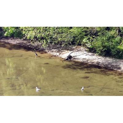 Avistadas dos gaviotas en el río Arga a su paso por la Rochapea