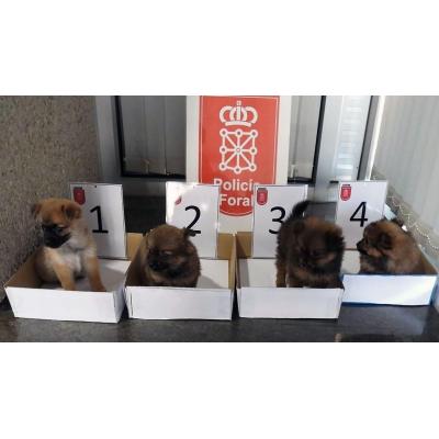 Aurelio, Almendra, Lolo y Princesa: los cuatro cachorros abandonados en un contenedor de basura en Cortes