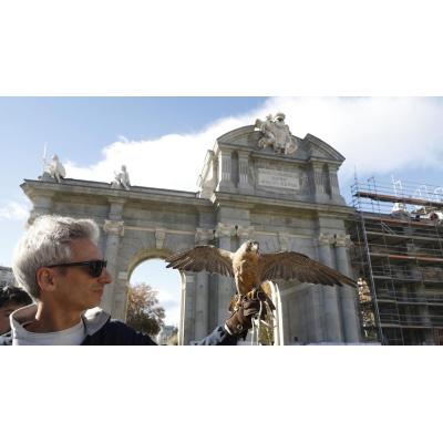 Dos águilas y un halcón ahuyentarán a las palomas de la Puerta de Alcalá para conservar el monumento