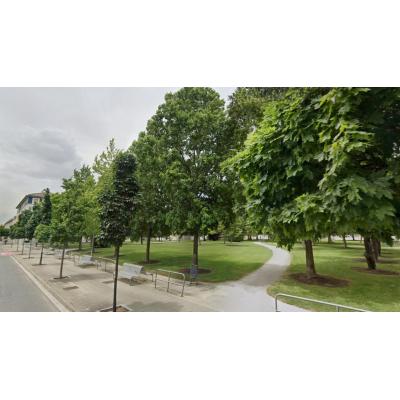 Zizur Mayor planta más de un centenar de árboles en su campaña anual de reposición