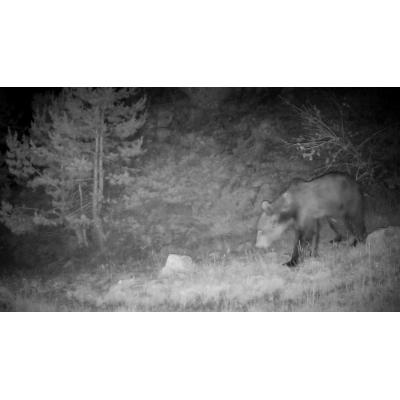 Diez de los 108 osos censados en los Pirineos, en la órbita de Navarra