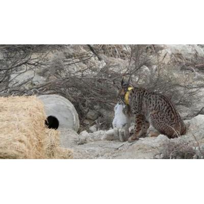 Los primeros linces ibéricos sueltos en Aragón ya exploran el valle del Ebro
