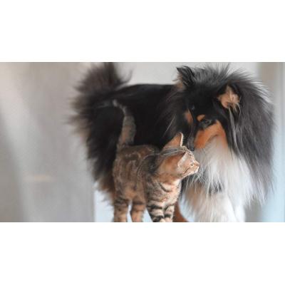 Una mala noticia para los dueños de perros y gatos en Navarra: no podrán desgravar los gastos veterinarios