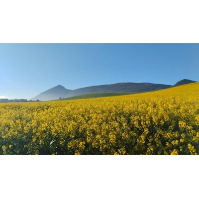 Navarra explota en amarillo, blanco y negro