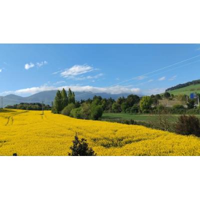 Vídeo de los campos de colza en flor en Navarra