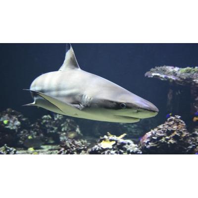 Científicos encuentran en Bahamas tiburones positivos en cocaína, cafeína y otras sustancias