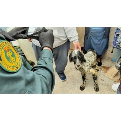 Una operación en Navarra destapa que dos investigados por maltrato animal seguían rodeados de perros