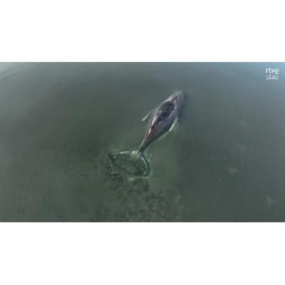 Expectación en Alemania ante un nuevo intento para salvar a Timmy, la ballena varada en la costa báltica