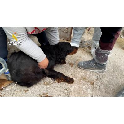 Vídeo: Dos investigados por maltrato animal y falsedad documental en una localidad del sur de Navarra