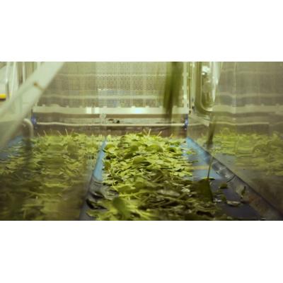 La empresa navarra que impulsa un proyecto para convertir restos vegetales en alimentos con beneficios intestinales