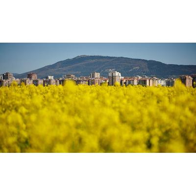 El paisaje amarillo que ha transformado Pamplona: qué hay detrás de los campos que brillan esta primavera