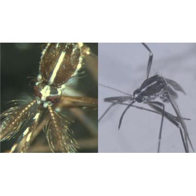 Navarra registra 9 casos de enfermedad por picaduras de mosquitos en lo que va de año