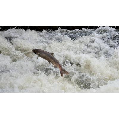La contaminación por cocaína altera el comportamiento del salmón en estado salvaje