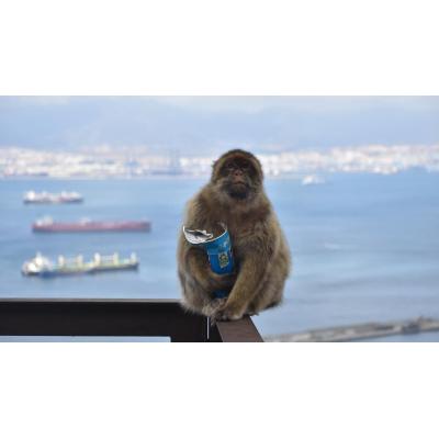 Los monos de Gibraltar comen tierra para contrarrestar los efectos de la comida basura que les dan los turistas